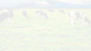 Milk Chews Portfolio Page Header